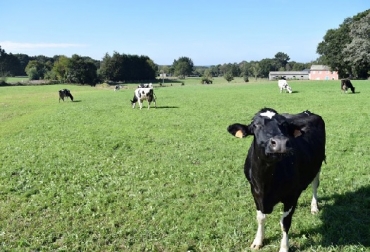 Los hematomas sanan y desaparecen con el tiempo suficiente; entonces, es muy probable que la mayoría de los hematomas, con necesidad de recorte, ocurran dentro de 10 días anteriores al sacrificio. Hematomas, recorte de las canales, recorte de las canales por hematomas, Robert Maddock, profesor asociado y promotor especialista en carne de la Universidad Estatal de Dakota del Norte (NDSU) en EUA, hematomas en planta de sacrificio, hematomas en transporte, ganadería, bovinos, ganadería colombia, colombia, ganadería colombiana sostenible, ganadería sostenible, agricultura colombia, noticias de ganadería colombiana, ferias ganaderas, ferias ganaderas colombia, hablemos de leche, hablemos de carne, ganader
