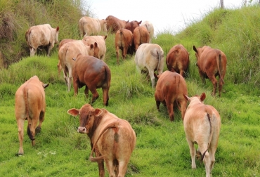 La hacienda Pampas obtiene animales de 24 meses con buen desarrollo. Los machos son de 480 kilos en promedio y las hembras de 440 kilos en promedio. Foto: hacienda Pampas. Hacienda Pampas, trihibrido, animales de 24 meses, hembra F1 Angus x Cebú x Senepol, ganado compuesto, brahman, comercial, rotación de potreros, benchmarking, árboles, inseminación artificial, flujo de caja, Magdalena Medio, CONtexto Ganadero, noticias de ganadería colombiana.