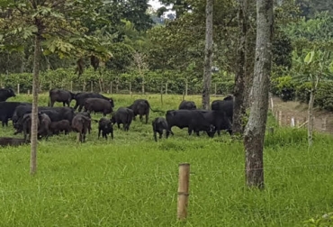 “Produzco animales Brangus de genética avanzada y de calidad ya que Colombia necesita tener producto de exportación”, dijo Bernardo Mejía. Foto: Cortesía. Producción de hembras Brangus pre ceba, mejoramiento genético, biotecnologías, flujo de caja mensual, organización, administración y comida, pastos tifton 85, leguminosas, CONtexto Ganadero, noticias de ganadería colombiana.