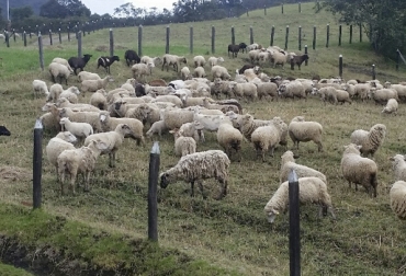 La granja ovina tiene un predio en Guachetá donde mantienen a los corderos que luego serán destinados para la producción de carne de alta calidad. Foto: carnerogourmet.com.co Granja ovina Mi carreta, Carnero gourmet, consumo carne ovina Colombia, consumo carne de cordero Colombia, producción ovinocaprina, carne de cordero, ovinos, cadena ovinocaprina Colombia, razas de ovejas, Ovejas, caprinos, hato ovino, hato caprino, ovinos y caprinos de colombia, jamón cordero, CONtexto ganadero, ganadería colombia, noticias ganaderas colombia