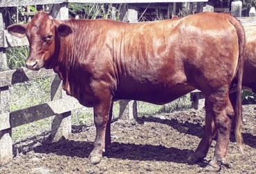 En los últimos años, la hacienda Las Perlas se ha especializado en la cría de ganado Beefmaster puro. Foto: Camilo Peña Hacienda Las Perlas, Camilo Peña, producción de ganado Beefmaster en Colombia, pastos de corte, raza beefmaster, Beefmaster Colombia, beefmaster Córdoba, Brahman blanco, fincas Colombia Beefmaster, fincas Brahman blanco Colombia, manejo de potreros, hacienda Las Perlas, CONtexto ganadero, ganaderos Colombia, noticias ganaderas Colombia