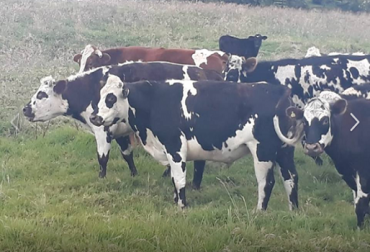 “Al mejoramiento genético le debemos que hayamos optimizado la ganancia diaria de peso de 450 a 600 gramos por animal al día”, dijo Diego Charry. Foto: Cortesía. Finca La América, Ceba en Tolima, disminución de tiempo de ceba, mejoramiento genético, Software ganadero, raza Brahman, Normando, Brangus, Simbrah, rotación de potreros, ganadería es un negocio de centavos, silvopastoriles, Samán, genética de alta calidad, compra de embriones, CONtexto ganadero, noticias de ganadería colombiana.