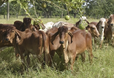 La Fortuna se desprendió de la Granja Santiago que tiene más de 65 años de existencia, y se especializó en la cría de ganado puro Gyr. Foto: haciendalafortuna.com Hacienda La Fortuna, historia Hacienda La Fortuna 2019, gyr lechero, Gyr en Colombia, producción de ganado Gyr en Colombia, Cebú Lechero, cruces con Gyr, historia de la hacienda La Fortuna, historia de la Granja Santiago, remate de ganado Gyr, crónica Hacienda La Fortuna, ganaderías de la región Caribe, ganadería sucre, ganaderos sucre, Asocebú, ganado cebú doble propósito, ganado cebú lechero, remate ganado Sucre, remate ganado Colombia, remate hacienda la fortuna, CONtexto ganadero, ganaderos colombia