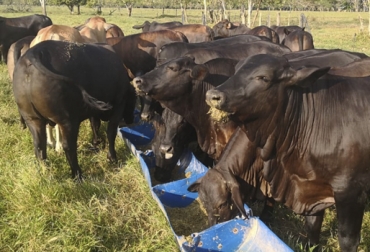 Esta es una imagen de los lotes de Brangus que participaron en el concurso de ganado gordo de Expomalocas 2019. Foto: Juan José Palacio Brangus concurso ganado gordo Expomalocas 2019, ExpoMalocas, expomalocas 2019, feria de las malocas, feria malocas 2019, Comité de Ganaderos del Meta, Feria Asociación Angus & Brangus 2019, Feria AsoAngusBrangus 2019, Comprar Brangus en Colombia, evento Brangus 2019, día de campo Angus, día de campo brangus, noticias Angus Colombia, noticias Brangus Colombia, información Brangus Colombia, Asociación Angus & Brangus, CONtexto ganadero, ganaderos colombia, noticias ganaderas colombia