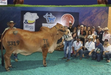 “Nuestros toros campeones no los vendemos, los dejamos para que sean los padres de la próxima generación”, dijo Paola Castro de Nariño. Foto: Cortesia. Papina la productora de toros campeones, ganado puro, alta genética bovina, producción netamente natural, triunfadora de las pistas, galardones ganaderos, mejor criador, toros campeones, mejoramiento genético, suplementos minerales, defensa en el verano, mejoramiento de pastos, rotación, CONtexto ganadero, noticias de ganadería colombiana.