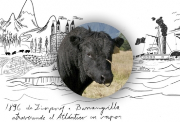 La raza escocesa Angus llegó a Colombia gracias a don Ricardo Perdomo en 1898. Foto: Cortesía Angus Colombia, 120 años Angus Colombia, angus en colombia, ganadería angus, Ganadería Tierraleja Aberdeen Angus, Antonio José Piñeros, Angus puro, Aberdeen Angus de Colombia, Colombia, ganadería Tierraleja, Aberdeen Angus, Asociación Angus Brangus Colombia, CONtexto ganadero, noticias ganaderas, noticias ganaderas colombia