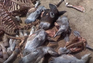 Lo mejor es adquirir carne de bovino en establecimientos reconocidos, que brinden garantía sobre el origen de la carne que Usted pondrá en su plato. Foto: notiriosucio.com Colombia, Argentina, carne de caballo, carne de bovino, mataderos clandestinos, venta de carne de caballo, sacrificio clandestino de burros, riesgo sanitario de carnes sacrificadas en mataderos clandestino. compre en sitios reconocidos su carne, ¿Carne de vaca, de caballo, o de burro?, CONtexto ganadero, noticias ganaderas, vacas