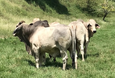 “Promedio peso de machos a los 18 meses es de 450 kilos”, dijo Fredy Lozano. Foto: Ganadería Santa Cecilia. Ganadería Santa Cecilia logra 897 gamos de ganancia diaria de peso, producción de Brahman gris puro, indicadores de productividad, parámetros productivos no creíbles, producción natural, pasto Colosuana, producción a base de pasto y sal Ruminext, producción eficiente de Brahman gris, ganadería auto sostenible, CONtexto ganadero, noticias de ganadería colombiana.