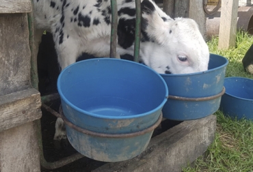 Foto: José Rojas Ganadero Saboyá Boyacá, José Rafael Rojas, crónica ganadero Boyacá, producción de un ganadero Boyacá, producción leche ganadero Boyacá, historia de ganadero en Boyacá, historia de ganadero en Saboyá, producción de leche Colombia, mejor producción leche, ganadería medio ambiente, Círculos de excelencia ganaderos, CONtexto ganadero, ganaderos colombia, noticias ganaderas colombia