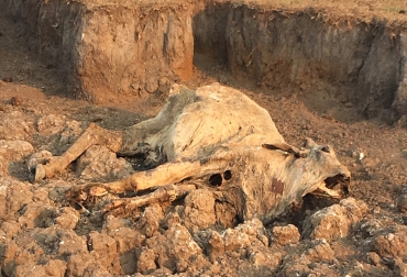 La escena se repite a lo largo de las diversas veredas de Trinidad, animales muertos ante la falta de agua y comida. Foto: CONtexto ganadero. Ganadería, ganadería colombia, noticias ganaderas, noticias ganaderas colombia, CONtexto ganadero, trinidad, trinidad casanare, ganaderos de trinidad, comité de ganaderos de trinidad, yonency amaya, verano, verano trinidad, sequía trinidad, fenómeno de el niño, fenómeno de el niño casanare, fenómeno de el niño trinidad, diego castrillón franco,