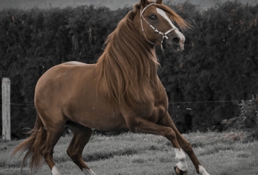 Prodigioso, el caballo aclamado por los seguidores equinos del país. Foto: Cortesía equitacion, equinos, caballo, competenencias equinas, ganadería colombia, Ganadería, CONtexto ganadero, exposiciones equinas, concursos equinos, prodigioso, caballo campeon, saltos
