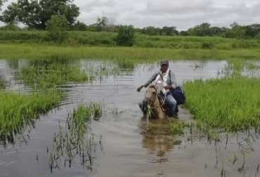 A pie, en caballo, o en moto, es su lema para cumplir su misión, para devolverle al país la esperanza de ser exportadores de animales en pie o carne, y tener un hato sano de brucelosis... para que la ganadería crezca. Foto: Cortesía Pericias y riesgos de vacunadores, arriesgan su vida, cruzan ríos en poleas, cruzan ríos a caballo, vehículos se entierran en lodazales, atracos por la guerrilla, hurtan dinero, hurtan equipos y biológicos, retrasan su agenda, CONtexto ganadero, noticias de ganadería colombiana