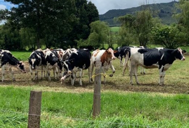 Agropecuaria Chuco tiene los ejemplares Holstein rojos y negros con las mejores puntuaciones en Colombia. Foto: Cortesía Historia Agropecuaria Chuco, ganadería de los Herrera, ganadería Holstein, Asociación Holstein de Colombia, asociación Holstein, ganado Holstein Colombia, venta de ganado Holstein, Holstein rojo, Holstein blanco, Agropecuaria Chuco, Hacienda San Pedro, Zipaquirá, ganadería colombia, CONtexto ganadero, ganaderos colombia, noticias ganaderas colombia