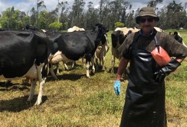 En la foto, el médico veterinario Jorge Suárez Sanz, ataviado con su indumentaria de trabajo, durante su labor. Foto: Cortesía Médico veterinario Palpación vacas, Jorge Ernesto Suárez, médico veterinario patología genital bovina, médico veterinario, palpación rectal, servicios de medicina veterinaria en ganadería, médico veterinario ganadería, Antioquia, cundinamarca, Boyacá, Meta, Casanare, servicios médico veterinario, preñar vacas, inseminar vacas, Protocolos de Inseminación, presynch, IATF, inseminación artificial, CONtexto ganadero, ganaderos colombia, noticias ganaderas colombia