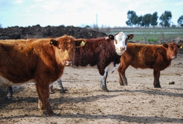 Es importante pensar en una estrategia a mediano y largo plazo que implique producir más terneros y retener más vacas. Foto: INTA. ganadería, ganadería colombia, noticias ganaderas, noticias ganaderas colombia, contexto ganadero, inta, perspectivas ganadería, ganadería argentina, mercado para la ganadería, china, mercado chino,