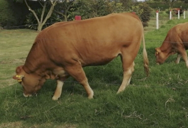El criadero El Candil conserva los más selectos ejemplares Limousin, descendientes de la mejor genética francesa. Foto: Cortesía Candil Limousin, ganado Limousin, Limousin Colombia, Criadero El Candil, historia Criadero El Candil, ganadería El Candil, El Candil Limousin, juzgamiento de la raza Limousin, juez de la raza Limousin, raza Limousin, competencias bovinas, juzgamientos bovinos, Agroexpo 2019, CONtexto ganadero, ganaderos Colombia, noticias ganaderas Colombia