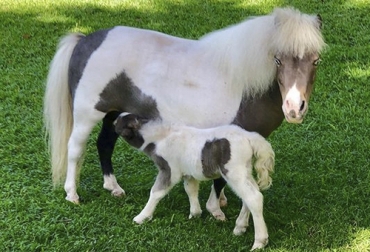 Los mini horses ideales deben tener entre 70 y 80 centímetros y deben ser muy mansos. Foto: @sansamuelminihorses. mini horses en Colombia, caballos miniatura en Colombia, San Samuel Mini Horses, mini horses como mascotas, mini horses mansos
