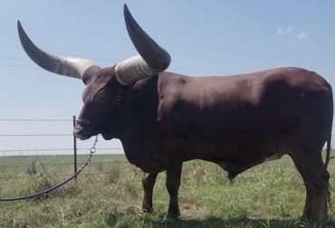 Foto: facebook.com/TriangleBOliver/ Oliver Watusi, Watusi de Texas, bovino de grandes cuernos, Ankole-Watusi africano, raza bovina africana, Petco