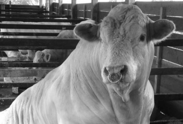 Toronto era considerado como el ejemplar que partió en dos la historia del Charolaise en Colombia. Foto: Cortesía. Aria Toronto 126, toro insignia Charolaise, Hacienda Aria, raza Charolaise, ganado nacional, ganado francés, ganado de carne,