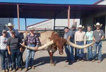 Bucklehead –también conocido en español como ‘cabeza de hebilla’– es el toro que superó en gran medida el récord Guinness al tener los cuernos más grandes jamás visto alrededor del mundo. Foto: Facebook Ganadería, ganadería Colombia, Ganadería colombiana, CONtexto ganadero, Bucklehead, cuernos más grandes, Guinness Récord, estados unidos, toro grandes, ganaderos, ganaderos Colombia, Texas