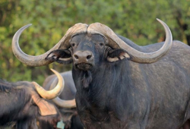 Los cuernos de Horizon, que son uno de sus principales atractivos, miden aproximadamente 1,4 metros de ancho. Foto: Piet du Toit. Horizon, búfalo más caro del mundo, búfalo africano, mercado de búfalos en sudáfrica, cuernos de búfalo