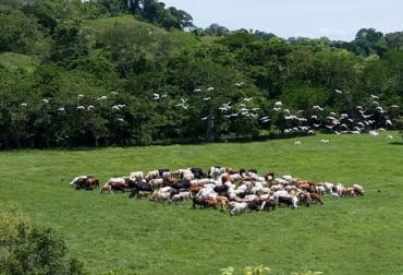 El propietario de la Hacienda El Pajuil inició un sistema de ganadería regenerativa desde hace casi un lustro, donde tiene animales criollos bajo el pastoreo no selectivo. Foto: Román Jiménez. El Pajuil, Hacienda El Pajuil, Pastoreo Ultra Alta Densidad, PUAD, pastoreo no selectivo, Competir por el pasto, pastoreo ultra alta densidad colombia, rentabilidad en ganadería, eficiencia bovina, Asociación Colombiana de Ganadería Regenerativa, Acoganar, ganadería rentable y regenerativa, Ganadería regenerativa, ganadería, ganadería Colombia, CONtexto ganadero, ganaderos colombia, noticias ganaderas colombia