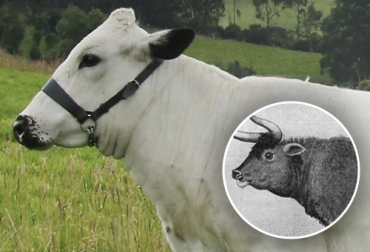 Existen diversas explicaciones sobre los orígenes del BON por su diferencia con el resto de razas criollas. Foto: Cortesía Origen del ganado BON, origen del BON, Blanco Orejinegro, patrimonio genético, ganado BON, hacienda la cascada, cría de ganado BON, razas ancestrales, ancestro del BON, ganado blanco orejinegro, ganado BON Antioquia, ganado BON en Antioquia, ganaderos Antioquia, Asamblea Departamental Antioquia, La Asociación Nacional de Criadores de Razas Criollas y Colombianas, Asocriollo, CONtexto ganadero, ganaderos colombia, noticias ganaderas colombia