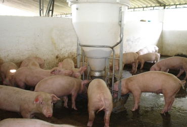 El producto es hecho 70 % con el ripio y el 30 % restante con las cáscaras de la yuca. Foto: Archivo Unimedios. ganadería, ganadería colombia, noticias ganaderas, noticias ganaderas colombia, contexto ganadero, yuca, yuca para cerdos, comida para cerdo, alimento para cerdos, zootecnista Johana González, estudiante de la Maestría en Producción Animal de la Universidad Nacional de Colombia, Gloria Amparo Casas, dieta a base de residuos de la yuca, Instituto Nacional de Investigadores Porcinos, 70 % de ripio de yuca y 30 % de cáscaras, Centro Agropecuario Marengo, UNAL, universidad nacional,