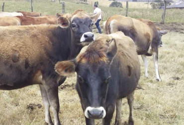 Los miembros de Zipalac se unieron para conservar este núcleo de vacas Jersey puras para iniciar un proyecto común de genética y producción de leche. Foto: Cortesía Zipalac Proyecto Jersey, proyecto ganaderos Zipaquirá 2020, ganado jersey, Venta de ganado, Genética, genética jersey, producción de leche Sabana de Bogotá, producción leche, ganado Jersey en clima frío, comprar ganado Jersey, venta de bovinos, Gobernación Cundinamarca, ganaderos Zipalac, productores Zipaquirá centro de acopio, productores Zipaquirá, Cooperativa Multiactiva de Productores de Leche de Zipaquirá, Zipalac, CONtexto ganadero, ganaderos colombia, noticias ganaderas colombia