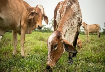 Gladys rota su ganado cada tres días para que el pasto se regenere de manera natural, y esto produce un forraje más rico y un ganado mejor alimentado y más saludable. Foto: Nadège Mazars/Banco Mundial ganadería, ganadería colombia, noticias ganaderas, noticias ganaderas colombia, contexto ganadero, ganadería sostenible, banco mundial, fedegán, fnam, Fondo para el Medio Ambiente Mundial, Gobierno del Reino Unido, Centro para la Investigación en Sistemas Sostenibles de Producción Agropecuaria, CIPAV, Fondo Acción, The Nature Conservancy, maría Gladys apolinar,