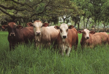 Asosimmental, gremio que este año cumple 35 años tiene su mirada puesta en el futuro para seguir creciendo y consolidándose. Foto: CONtextganadero Simmental, simbrah, Filippo Rapaioli, Valle del Cauca, Antioquia, cundinamarca, Llanos Orientales y Costa Norte, Minagricultura, cruzamientos, animales puros, mejoramiento genético, doble propósito, carne, leche, cebú, calidad, Ganadería, ganadería colombia, noticias ganaderas colombia, CONtexto ganadero.