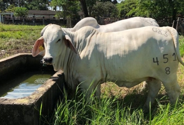 En la Hacienda Bruselas, ubicada en zona rural de Villavicencio, don Santiago Vélez y su hijo han perfeccionado la genética del Brahman blanco. Foto: Juan Santiago Vélez Hacienda Bruselas GX3, hacienda Bruselas GX3 Santiago Vélez, Juan Santiago Vélez Zuluaga, Ganadero Santiago Vélez, Santiago Vélez Jersey, historia del ganadero Santiago Vélez, Crónica de un criador de Jersey, Asociación Colombiana de Criadores de Ganado Jersey, Fundación de Asojersey Colombia, Asojersey Colombia, coronavirus, COVID-19, cuarentena, Ganadería, ganadería colombia, noticias ganaderas, noticias ganaderas colombia, CONtexto ganadero