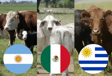 La ganadería es integral en la creación e historia de estas tres naciones, con más similitudes entre Uruguay y Argentina, y un progreso más sostenido en los últimos años en México. Foto: inta.gob.ar - ganaderiamexico.blogspot.com - inac.uy - countryflags.com ganadería Argentina, ganadería México, ganadería Uruguay, historia de la ganadería en Argentina, historia de la ganadería en México, historia de la ganadería en Uruguay, historia de la ganadería en países de Latinoamérica, ganadería latinoamérica, potencias ganaderas, coronavirus, coronavirus Colombia, COVID-19, cuarentena, Ganadería, ganadería colombia, noticias ganaderas, noticias ganaderas colombia, CONtexto ganadero