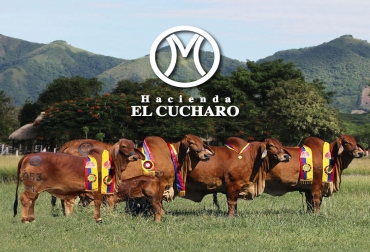 La hacienda El Cucharo tiene más de 100 años de historia, pero solo hasta hace 17 años están trabajando con producción de Brahman rojo. Foto: Cortesía Ganadería, ganadería colombia, noticias ganaderas, noticias ganaderas colombia, CONtexto ganadero, El Churaro, génetica, El Cucharo referente en genética, biotecnologías reproductivas, entrevista El cucharo, mejoramiento genético, mejoramiento genético en el Cucharo, Brahman rojo, manejo de Brahman rojo, producción de brahman rojo, ganaderos, ganaderos colombia