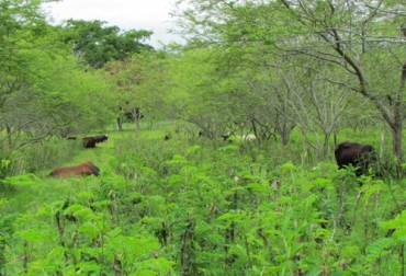 Desde hace más de 30 años, la Hacienda El Chaco ha implementado con éxito el silvopastoreo, que se observa en su mejor productividad y bienestar animal. Foto: Cipav Hacienda El Chaco, Hacienda El Chaco Colombia, hacienda El Chaco Tolima, Sistemas silvopastoriles, ganadería Hacienda El Chaco, historia Hacienda El Chaco, Ganadería Sostenible, Proyecto Ganadería Colombiana Sostenible, Federación Colombiana de Ganaderos, coronavirus, coronavirus Colombia, COVID-19, cuarentena, Ganadería, ganadería colombia, noticias ganaderas, noticias ganaderas colombia, CONtexto ganadero
