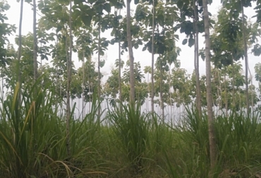 Acorde con Espinosa, es importante que las entidades educativas instruyan a técnicos de alto nivel para ser contratados en el sector rural. Foto: Cortesía Ganadería, ganadería colombia, noticias ganaderas, noticias ganaderas colombia, CONtexto ganadero, ganaderos, ganaderos colombia, mauricio espinosa, empresa ganadera, ganadero cordoba, ganadería cordoba, relación academia y sector rural, sistemas silvopastoriles intensivos, rentabilidad ganadera