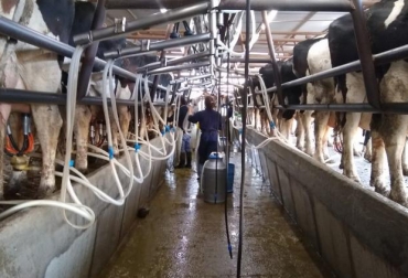 La automatización de procesos ha permitido que la producción lechera sea eficiente. Foto: agrovoz. ganadería, ganadería colombia, noticias ganaderas, noticias ganaderas colombia, contexto ganadero, leche, fincas lecheras en argentina, lechería en argentina, ganaderías de leche en argentina, agrovoz, agrovoz argentina, producir más leche, cómo producir más leche en argentina,