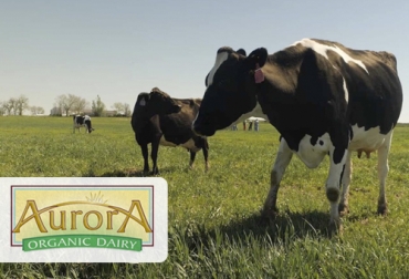 La compañía Aurora Organic Dairy es el principal productor de leche y mantequilla orgánicas de marca privada para grandes cadenas y supermercados de EE. UU. Foto: auroraorganic.com Aurora Organic Dairy, historia de Aurora Organic, Juan Santiago Vélez, producción leche orgánica, leche orgánica, leche organica marcas, leche organica Colombia, leche organica bogota, leche organica definición, donde comprar leche orgánica, precio leche orgánica, leche orgánica del origen, leche organica nestle, ganado bovino, Ganadería, ganadería colombia, noticias ganaderas, noticias ganaderas colombia, CONtexto ganadero, contextoganadero