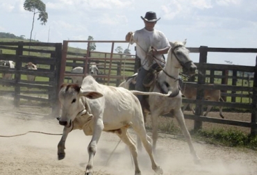 En Colombia y Venezuela, el llanero es aquel que monta a caballo, recorre las sabanas y domina al ganado mediante la práctica del coleo. Foto: unradio.unal.edu.co Vaqueros países América, llanero, chagra, Chalán, huaso, Cowboy, vaquero, charro, el origen del vaquero, el origen del cowboy, cowboy en español, el vaquero de Estados Unidos, el vaquero de México, vaquero México, Colombia, méxico, Venezuela, Ecuador, Perú, argentina, Chile, ganado, bovinos, ganado bovino, Ganadería, ganadería colombia, noticias ganaderas, noticias ganaderas colombia, CONtexto ganadero, contextoganadero