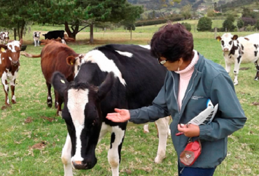“Este año comencé a hacer cruzamientos entre Holstein y Jersey para aprovechar las características de la segunda”, resaltó María Elena García. Foto: Cortesía. “Uso la medicina homeopática en el ganado, pero cumplo con la vacunación oficial", María Elena García, hato libre de brucelosis, libre de tuberculosis, Tecnigan, proyecto silvopastoril, finca Las Elenas, certificación en BPG, calidad, segundo ciclo de vacunación, orientación del Tecnigan, organización, registros de producción, toma de decisiones, organización administrativa, respeto por medio ambiente, barreras rompevientos, cerca vivas, siembra de árboles, lombricultivo, hacer suelos, cuidar la mater