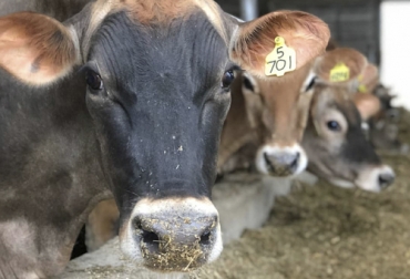 Estas son las vacas que cría Nathan Chittenden en la granja Dutch Hollow Farm, siguiendo todos los protocolos del bienestar animal. Foto: facebook.com/DutchHollowFarm Bienestar animal ganadería leche, bienestar animal estados unidos, bienestar animal vacas de leche, bienestar animal vacas lecheras, Nathan Chittenden, granja Dutch Hollow Farm LLC, jersey, lechería bienestar animal, las vacas no sufren en lecherías, no hay sufrimiento, ganaderos, ganaderos colombia, ganado, bovinos, ganado bovino, Ganadería, ganadería colombia, noticias ganaderas, noticias ganaderas colombia, CONtexto ganadero, contextoganadero