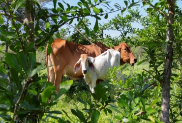 Las vacas de Ana en medio de ramas de totumos recién plantados. Los frutos de estos árboles tienen valor nutricional para las vacas. Foto: Flore de Préneuf/Banco Mundial. ganadería, ganadería colombia, noticias ganaderas, noticias ganaderas colombia, contexto ganadero, ganadería sostenible, banco mundial, proyecto ganadería colombiana sostenible, fedegán, cipav,
