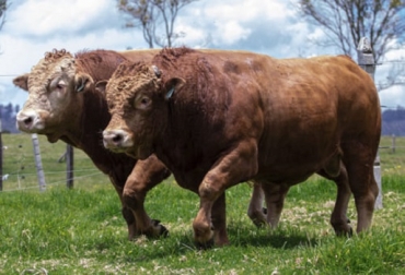 “Somos muy cuidadosos y responsables en mantener el precepto de que la carne de ganado Wagyu es la mejor del mundo, de ahí, que producimos raza pura y mejoramos la calidad”, afirmó Marco Orozco. Foto: Wagyu Prime. “Mejoraremos el precepto Wagyu de ser la mejor carne del mundo”: Marco Orozco, animales puros en colombia, wagyu estabulado, wagyu estabulado en colombia, embriones wagyu, técnicas de reproducción wagyu, programa de mejoramiento genético waguyu, F1 wagyu, wagyu colombia, raza wagyu, ganadería, ganadería colombia, noticias ganaderas, noticias ganaderas colombia, contexto ganadero,