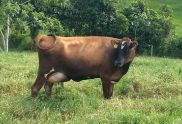 El productor a lo largo de sus años ha ido aprendiendo acerca de los animales adaptados para el trópico. Foto: Cortesía Ganadería, ganadería colombia, noticias ganaderas, noticias ganaderas colombia, CONtexto ganadero, Francisco Montoya, lechería Colombia, potencial lechería colombiana, exportaciones lácteos en colombia, debilidades lechería colombia, ganado trópico medio, ganado trópico bajo, ganado trópico alto, ganado de leche, ganado de carne, campo colombiano, Agro Colombiano, Exportaciones colombianas