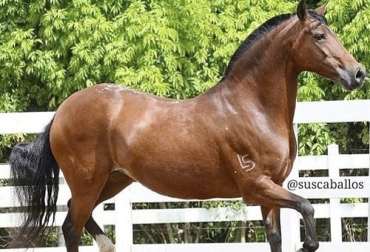 Los atributos del caballo criollo colombiano lo han hecho resaltar ante varias naciones del mundo. Foto: zoovetesmipasion.com ganadería, ganadería colombia, noticias ganaderas, noticias ganaderas colombia, contexto ganadero, caballo criollo colombiano, raza caballo criollo colombiano, caballo paso fino colombiano, caballo trocha colombiano, caballo trocha y galope colombia, caballo trote y galope colombia