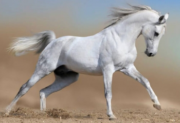 Los caballos presentan diferentes colores y esta es una característica que incide en el temperamento del animal. Foto: zoovetesmipasion.com caballo, colores, temperamento, negro, castaño, zaino bocifuego, alazán, tordo, Crines, cola, capas, blanco, gris, piel rosa, ojos azules, bayo, patas, appaloosa, overo, palomino, marrón, destete, potrillo, conducta, recios, cooperadores, atrevidos, tímidos, respetuosos, irrespetuosos, maduros, inmaduros, juguetones, líderes, tranquilos, vigilantes, activos, sumisos, retadores, defensivos, ofensivos, pacíficos, dependientes, Ganadería, ganadería colombia, noticias ganaderas colombia, CONtexto ganadero