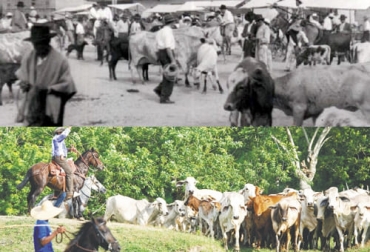 En tres análisis de la ganadería que cubren los años de 1950 a 2015, se destaca que el ciclo ganadero dura entre 4 y 7 años. Foto: facebook.com/Memoria-Histórica-Quindiana - noticartagena.net Ciclo ganadero Colombia 1950-2000, ciclo ganadero Colombia 1960-2015, ciclo ganadero Colombia, ciclo ganadero Colombia segunda mitad siglo XX, ciclos ganadería, historia de la ganadería en Colombia, ganadería en Colombia siglo XX, Ciclo productivo de ganadería, ciclo productivo en ganaderías de carne, ciclo productivo en ganaderías de leche, ganaderos, ganaderos colombia, ganado, vacas, vacas Colombia, bovinos, Ganadería, ganadería colombia, noticias ganaderas, noticias ganaderas colombia, CONtexto ganadero