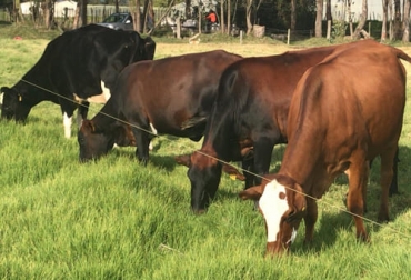 El productor asegura que los productos elaborados son 100% naturales y ayudan en la nutrición bovina. Foto: Cortesía ganadería, ganadería colombia, noticias ganaderas, noticias ganaderas colombia, contexto ganadero, Alvaro Ospina, ganadería colombia, productos naturales, productos naturales para ganadería colombiana, productos naturales para bovinos, productos naturales para cerdos, productos naturales para aves, productos naturales para peces