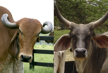 Si bien ambas razas tienen origen de la India, los ejemplares guzerat fueron desarrollados en Brasil en el siglo XIX a partir de la raza krankej. Origen raza gyr, origen raza guzerat, Gyr, Guzerá, Guzerat, gyr Colombia, guzerat Colombia, origen raza bovina, llegada del gyr a Colombia, llegada del guzerat a Colombia, bovinos gyr, historia gyr Colombia, historia guzerat Colombia, ganado bovino, ganadería bovina, ganaderos, ganaderos colombia, ganado, vacas, vacas Colombia, bovinos, Ganadería, ganadería colombia, noticias ganaderas, noticias ganaderas colombia, CONtexto ganadero, contextoganadero