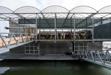 La finca flotante entró en operación en 2019 y apenas empezará a generar ingresos a final de 2021. Foto: John Thys /AFP. Ganadería, ganadería colombia, noticias ganaderas, noticias ganaderas colombia, CONtexto ganadero, cambio climático, cambio climático y ganadería, ganadería holanda, ganadería en el agua, es posible la ganadería en el agua, ganaderia en holanda, ganaderia en paises bajos, ganadería flotante, hato ganadero en el agua,